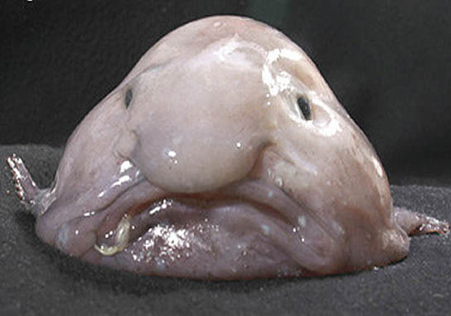 Blobfish.jpg