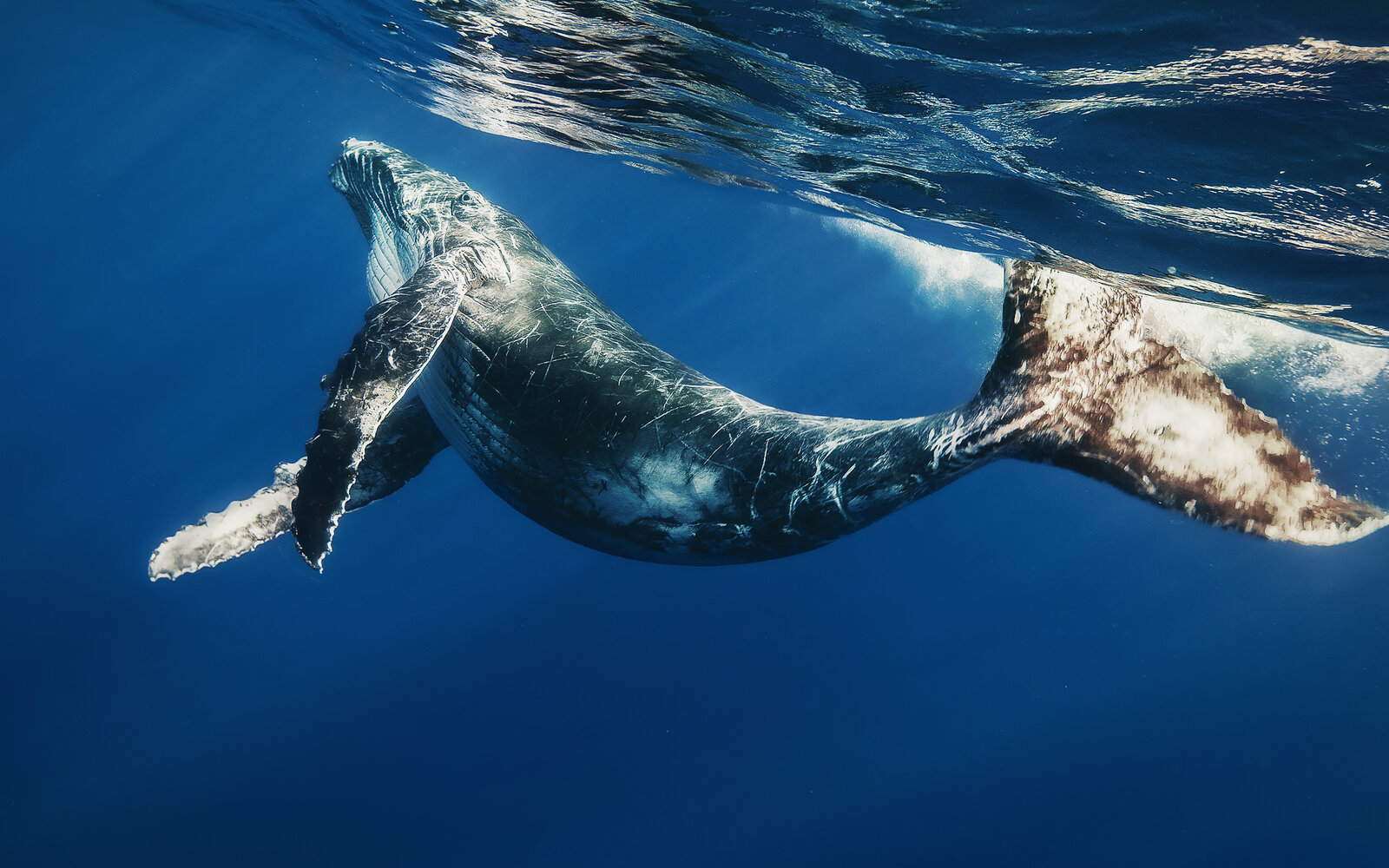 Blue-Whale.jpg