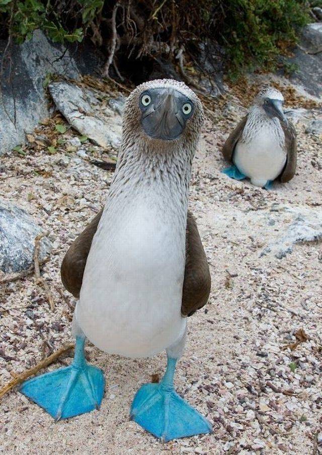 boobie.jpg