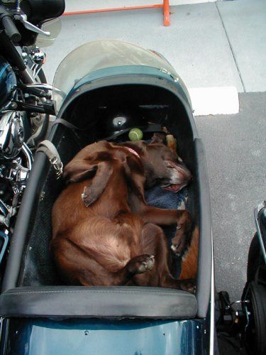 Brown%20in%20sidecar_500.jpg