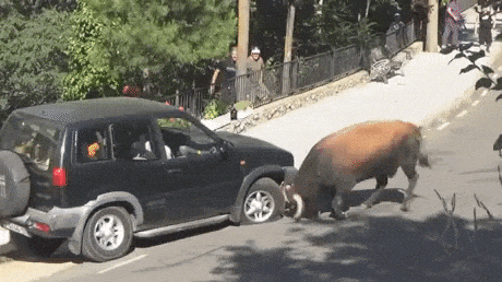 Brutal-power-of-bull.gif