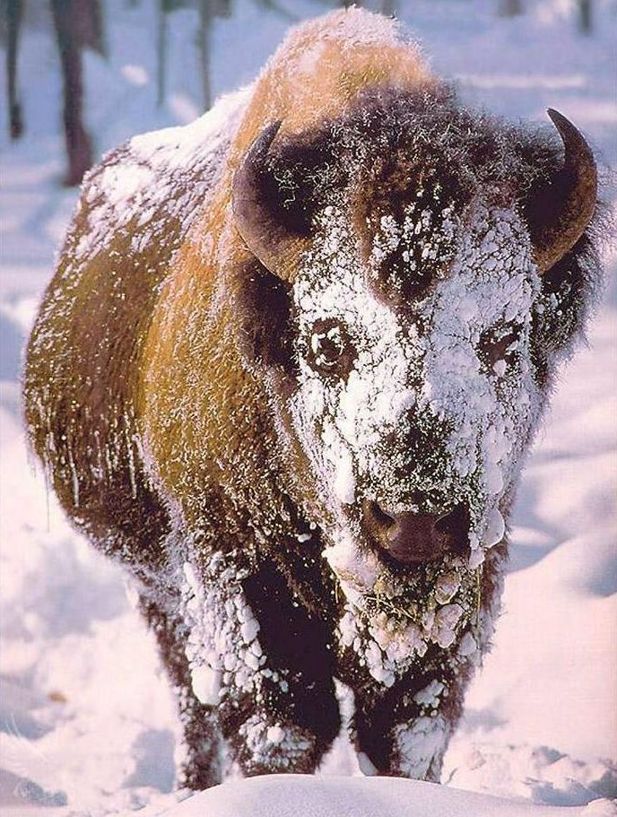 buffalosnowcovered.jpg