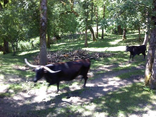 bull2.jpg