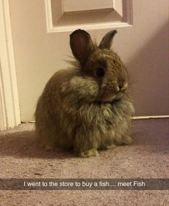 bunny fish.jpg