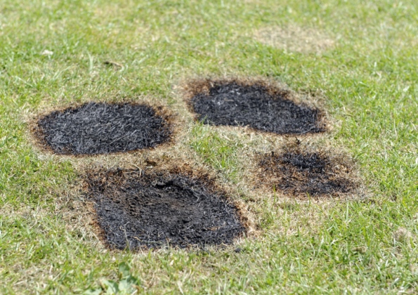 burnt-barbecue-grass.jpg