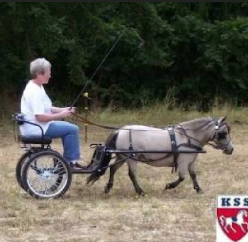 burro1.jpg