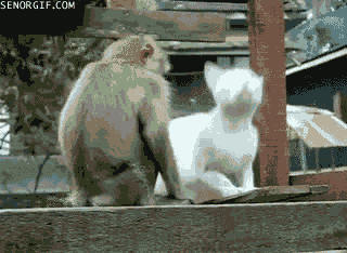 bZRS30LjabaOk.gif