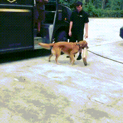C0XT6BmLC3nGg.gif