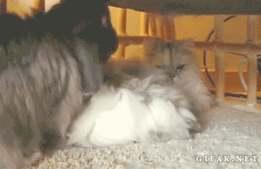 C157A8A4-AA00-424B-86EE-F14C57996863.gif