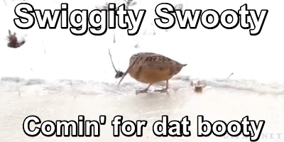 c42.gif