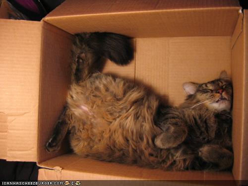 cat contents may settle.jpg