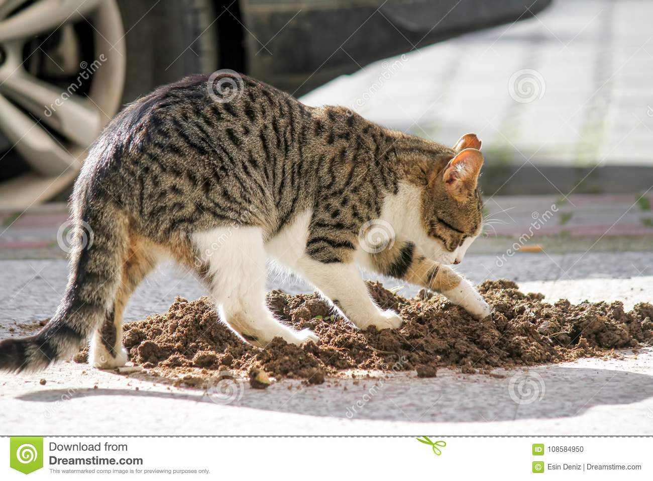 cat covering :censored:.jpg