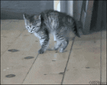 cat-excited-19.gif