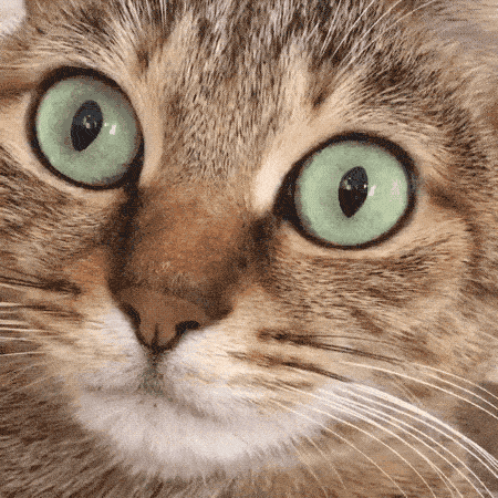 cat eyes_05.gif