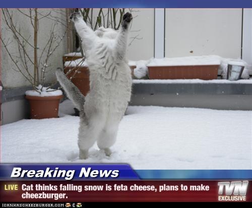 cat-feta-funny.jpg
