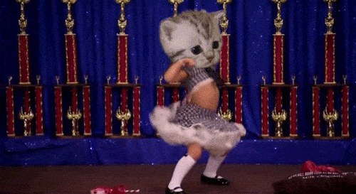 cat.gif