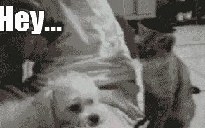 cat.gif