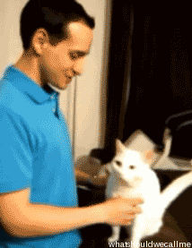 cat hug.gif