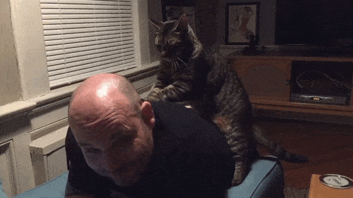cat massage.gif