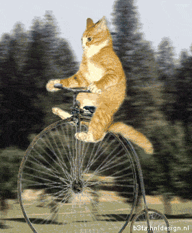 cat on bike.gif