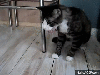 cat puke.gif