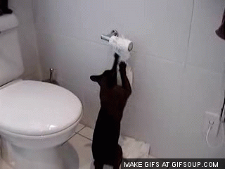 cat roll.gif