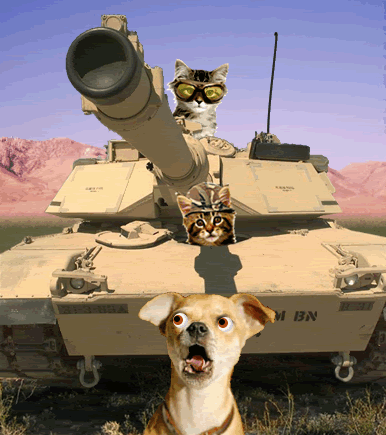 cat tank.gif