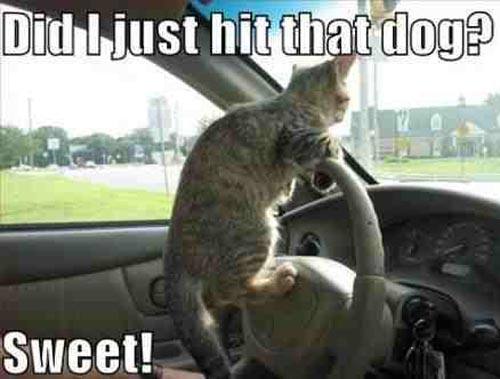 cat-with-road-rage.jpg