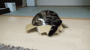 cat1-300x168.gif