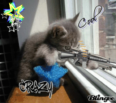 cat1.gif