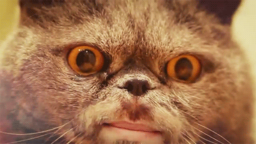 cat2.gif
