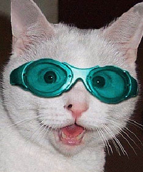 cat2804_468x564.jpg