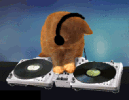 cat3.gif