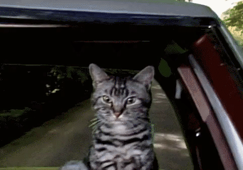 cat4.gif