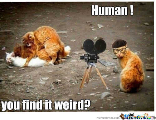 cat7.jpg