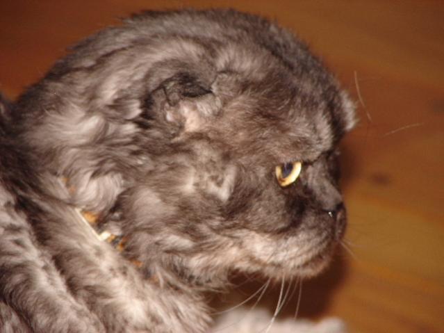 Cat_00.jpg