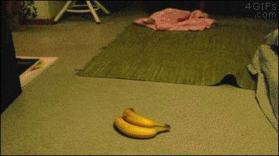 catbanana.gif