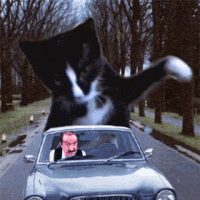 CatCarAttack.gif