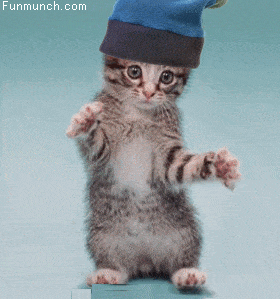 Cats-Animated-Gifs-26.gif