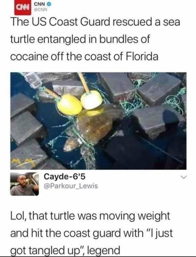 cayde-65-parkour_lewis-lol-turtle-moving-weight-and-hit-coast-guard-with-just-got-tangled-up-l...jpg