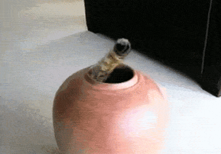 CDlHazK.gif