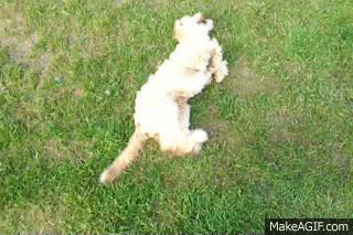 Ch1gaG.gif