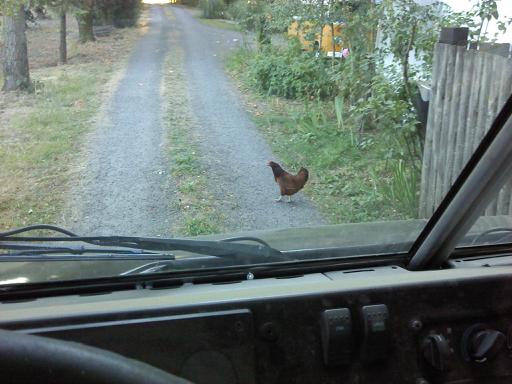 chicken.jpg