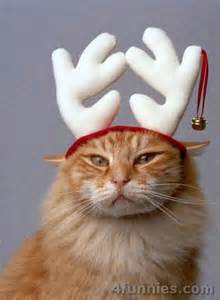 Christmas cat.jpg