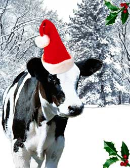 christmas-cow1.jpg
