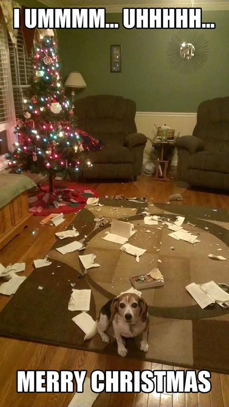 christmas-dog.jpg
