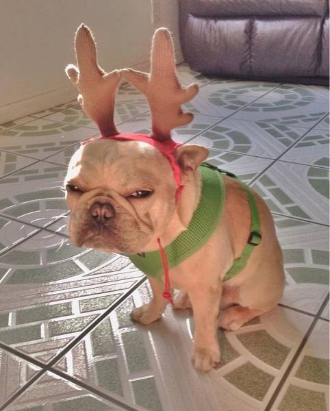christmas_19.jpg