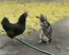 cMFroaFnP3Wj6.gif