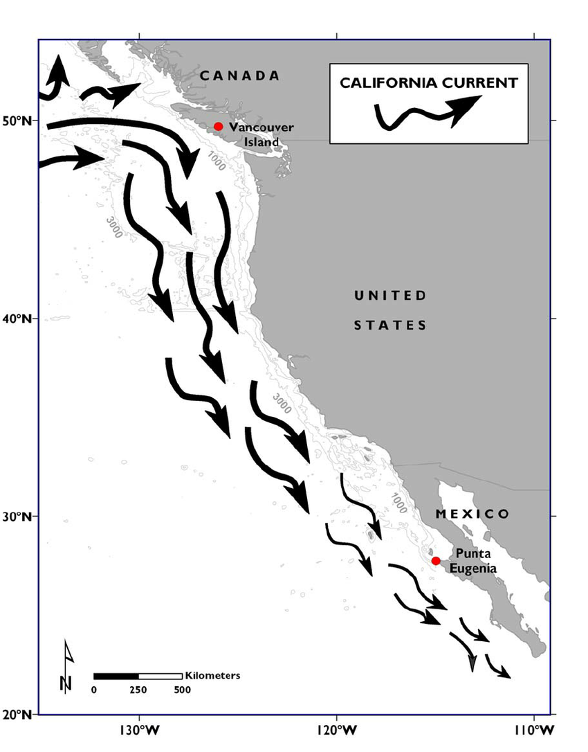 Conceptual-map-of-the-California-Current-Large-Marine-Ecosystem-CCLME-The-geographic.png