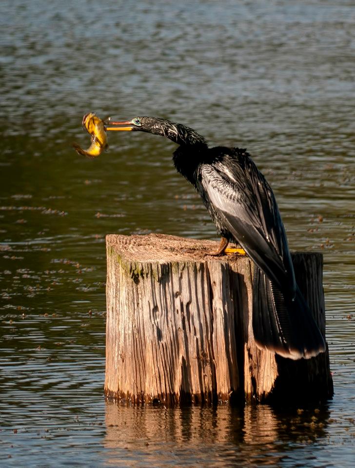 Cormorant spears catfish.jpg